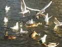015 Ducks   Gulls DSCN3587.JPG