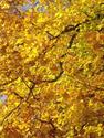 022 Autumn Leaves DSCN6657.JPG